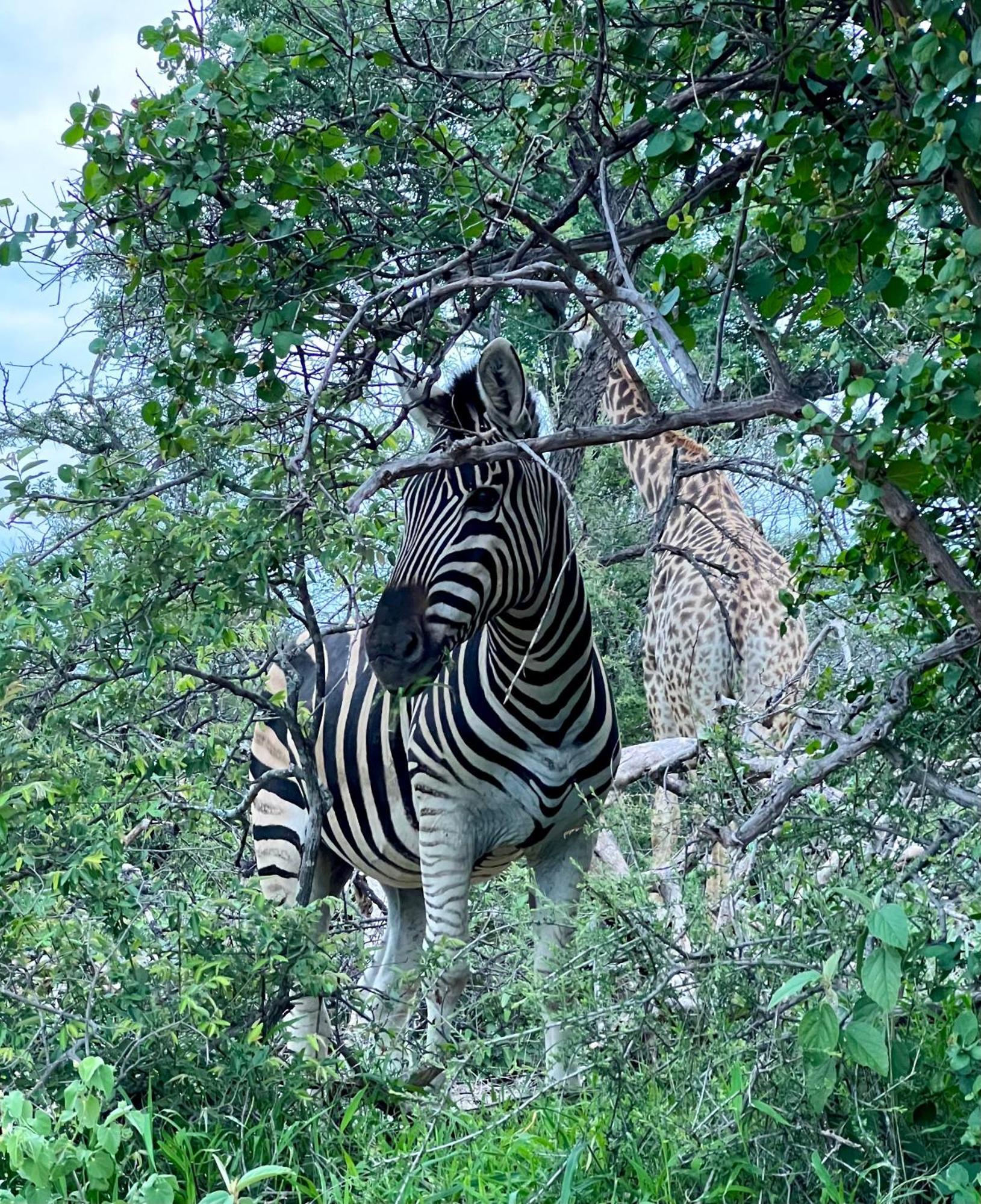 The Bush Hut Βίλα Hoedspruit Εξωτερικό φωτογραφία